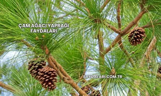 Çam Ağacı Yaprağı Faydaları