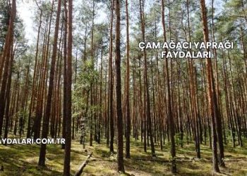 Çam Ağacı Yaprağı Faydaları