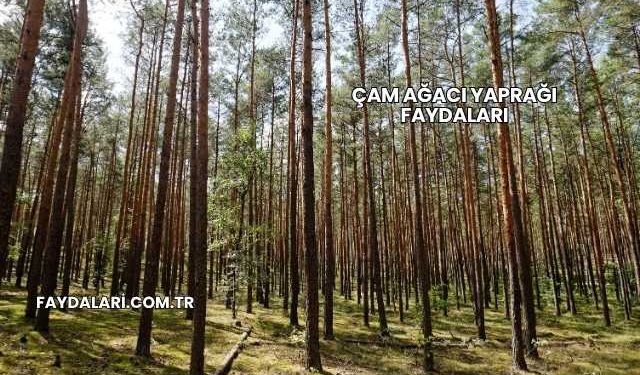 Çam Ağacı Yaprağı Faydaları