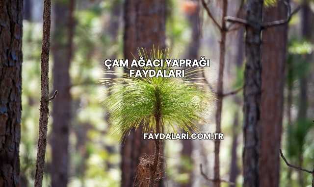 Çam Ağacı Yaprağı Faydaları