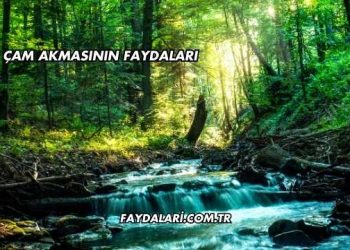 Çam Akmasının Faydaları