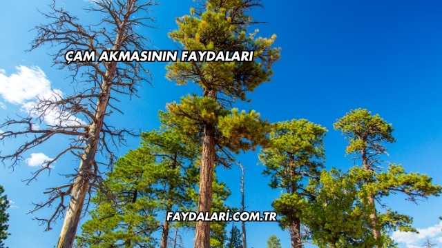 Çam Akmasının Faydaları