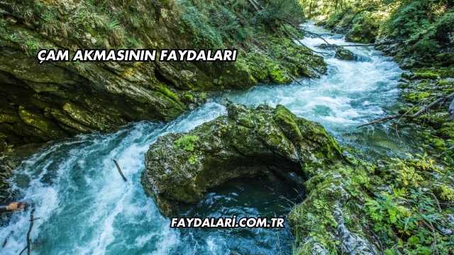 Çam Akmasının Faydaları