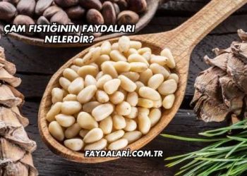 Çam Fıstığının Faydaları Nelerdir?