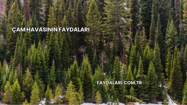 Çam Havasının Faydaları