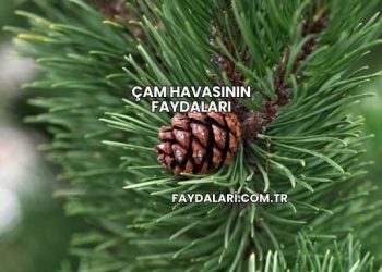 Çam Havasının Faydaları