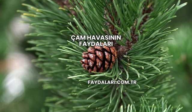 Çam Havasının Faydaları