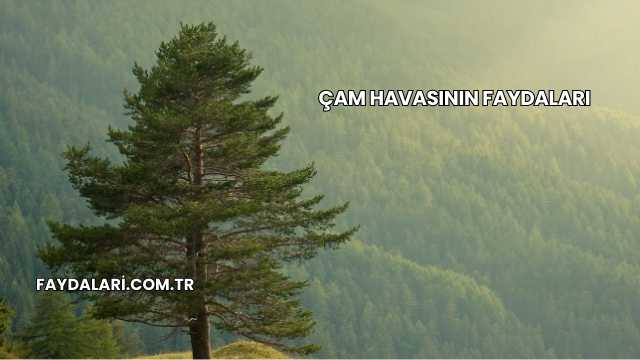 Çam Havasının Faydaları