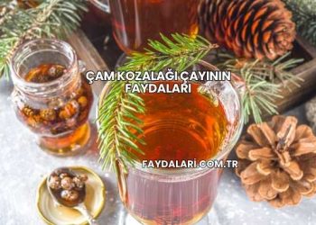 Çam Kozalağı Çayının Faydaları