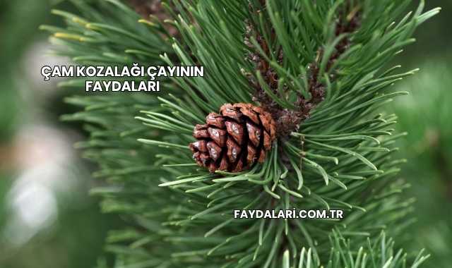 Çam Kozalağı Çayının Faydaları