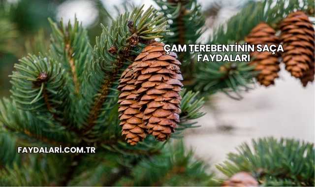 Çam Terebentinin Saça Faydaları