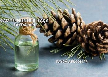 Çam Terebentinin Saça Faydaları