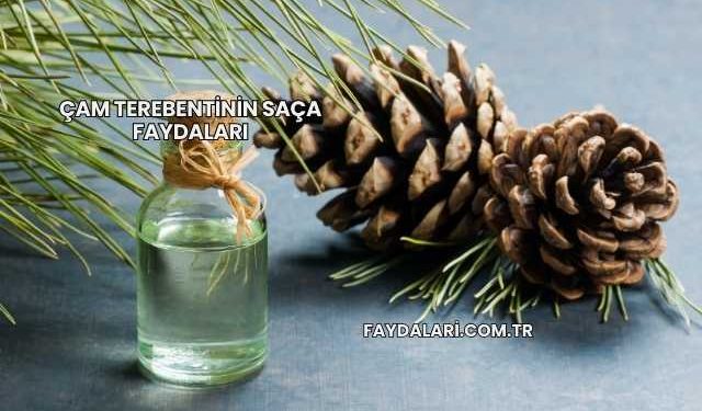 Çam Terebentinin Saça Faydaları