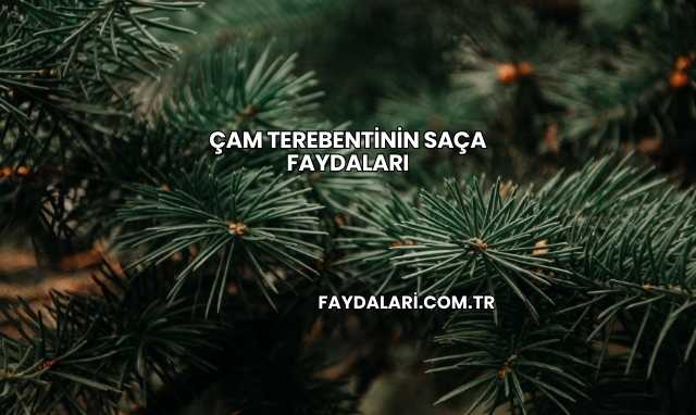 Çam Terebentinin Saça Faydaları