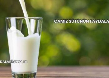Camız Sütünün Faydaları