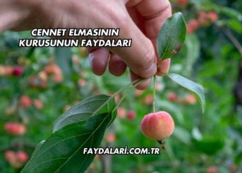 Cennet Elmasının Kurusunun Faydaları