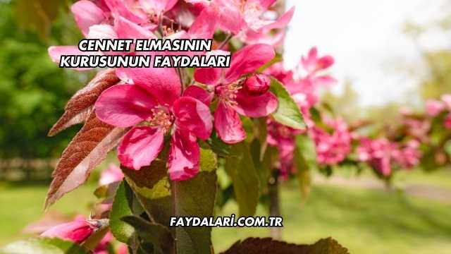 Cennet Elmasının Kurusunun Faydaları