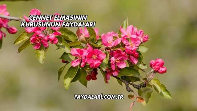 Cennet Elmasının Kurusunun Faydaları