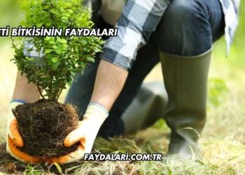 Çeti Bitkisinin Faydaları