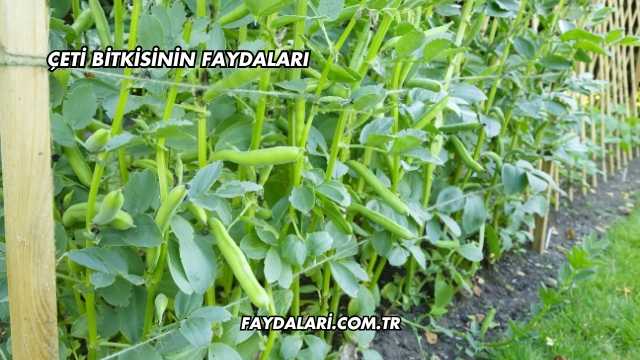Çeti Bitkisinin Faydaları