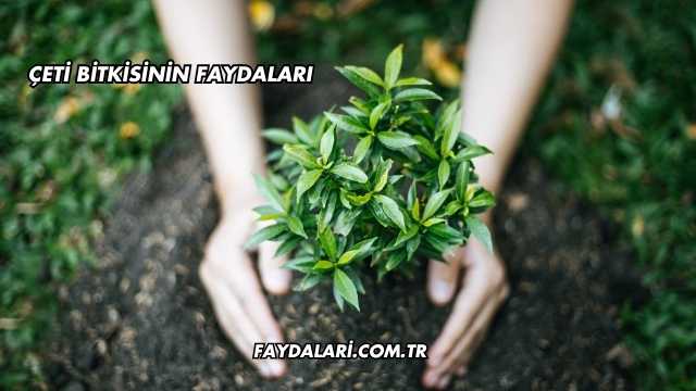 Çeti Bitkisinin Faydaları