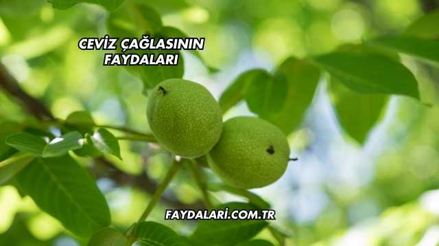 Ceviz Çağlasının Faydaları