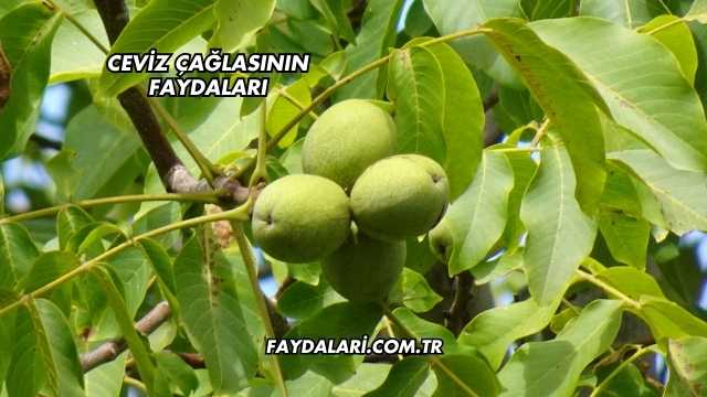 Ceviz Çağlasının Faydaları