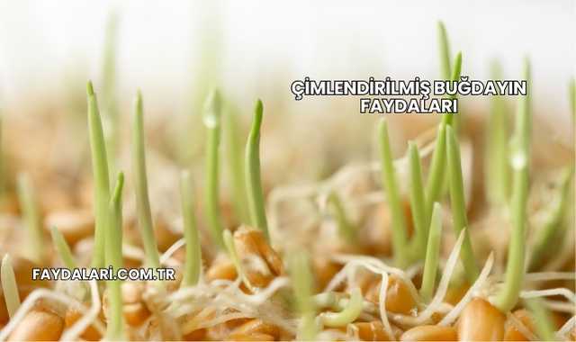 Çimlendirilmiş Buğdayın Faydaları