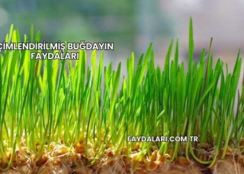 Çimlendirilmiş Buğdayın Faydaları