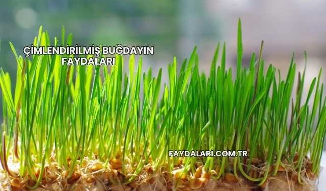 Çimlendirilmiş Buğdayın Faydaları