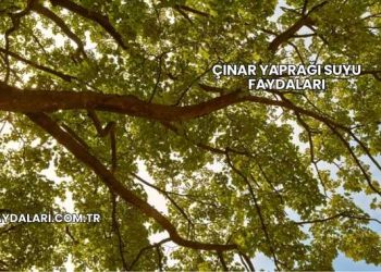 Çınar Yaprağı Suyu Faydaları