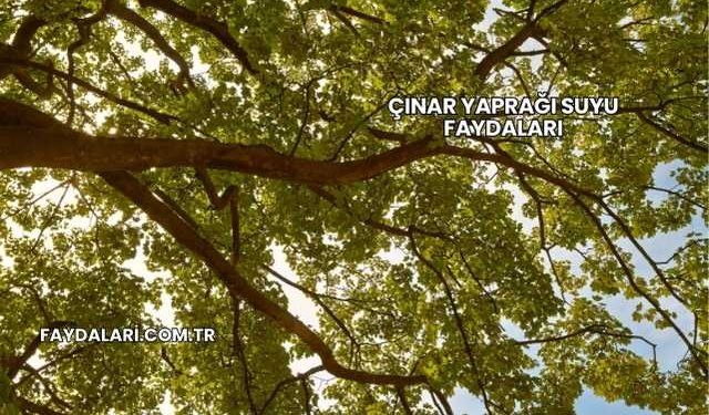 Çınar Yaprağı Suyu Faydaları