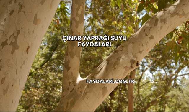 Çınar Yaprağı Suyu Faydaları