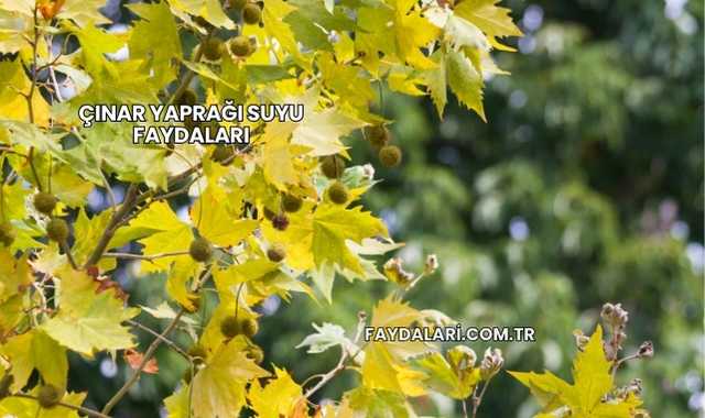 Çınar Yaprağı Suyu Faydaları