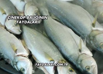 Çinekop Balığının Faydaları