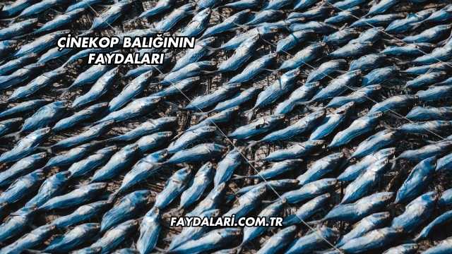 Çinekop Balığının Faydaları