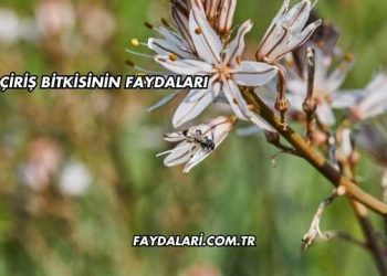 Çiriş Bitkisinin Faydaları