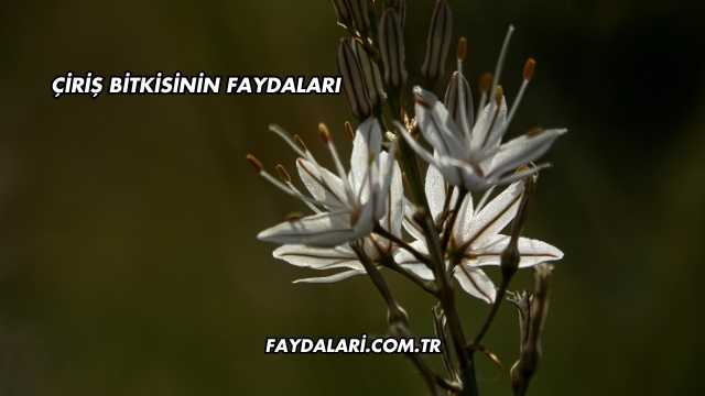 Çiriş Bitkisinin Faydaları