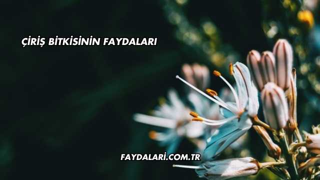 Çiriş Bitkisinin Faydaları