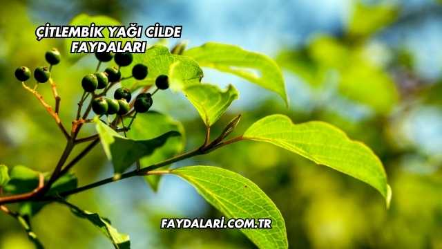 Çitlembik Yağı Cilde Faydaları