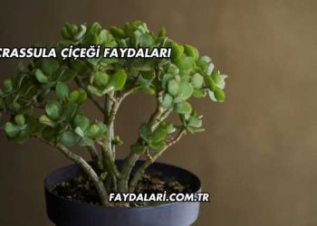 Crassula Çiçeği Faydaları