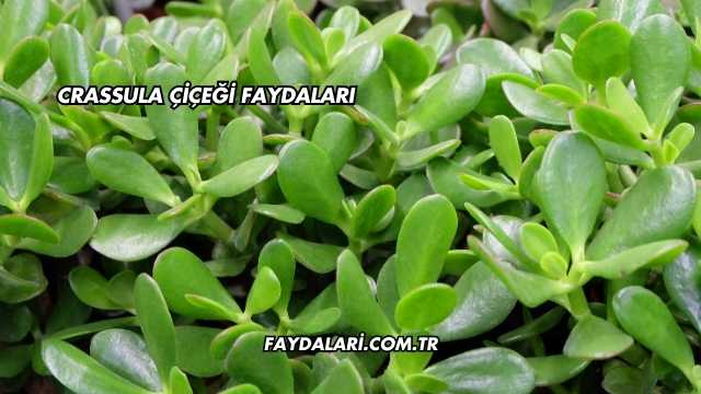 Crassula Çiçeği Faydaları