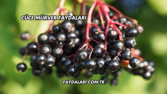 Cüce Mürver Faydaları