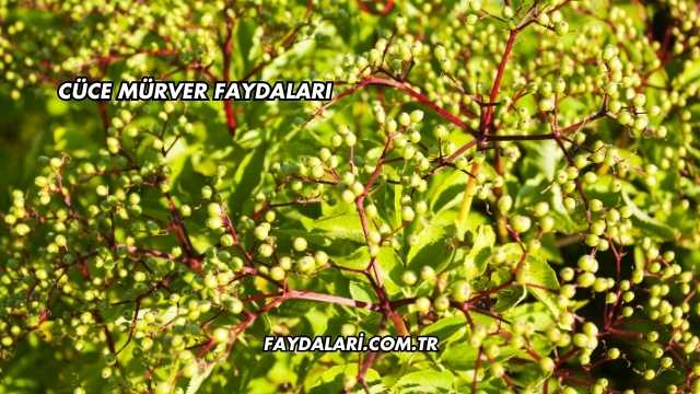 Cüce Mürver Faydaları