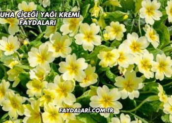 Çuha Çiçeği Yağı Kremi Faydaları