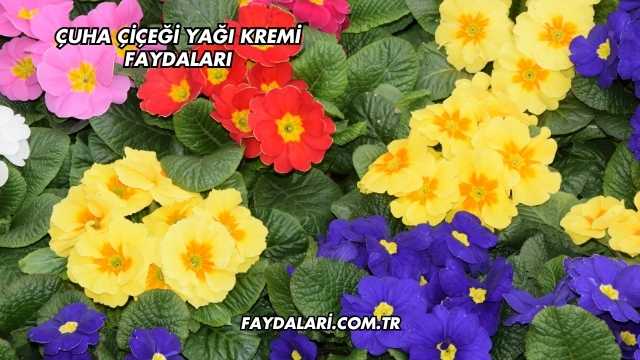 Çuha Çiçeği Yağı Kremi Faydaları
