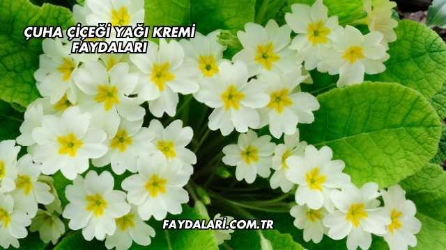 Çuha Çiçeği Yağı Kremi Faydaları