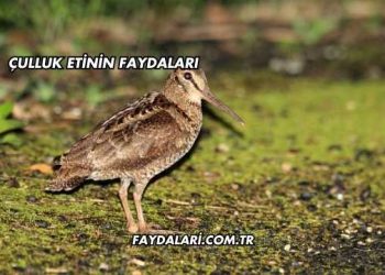 Çulluk Etinin Faydaları