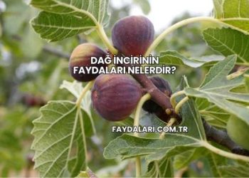 Dağ İncirinin Faydaları Nelerdir?
