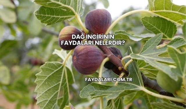 Dağ İncirinin Faydaları Nelerdir?